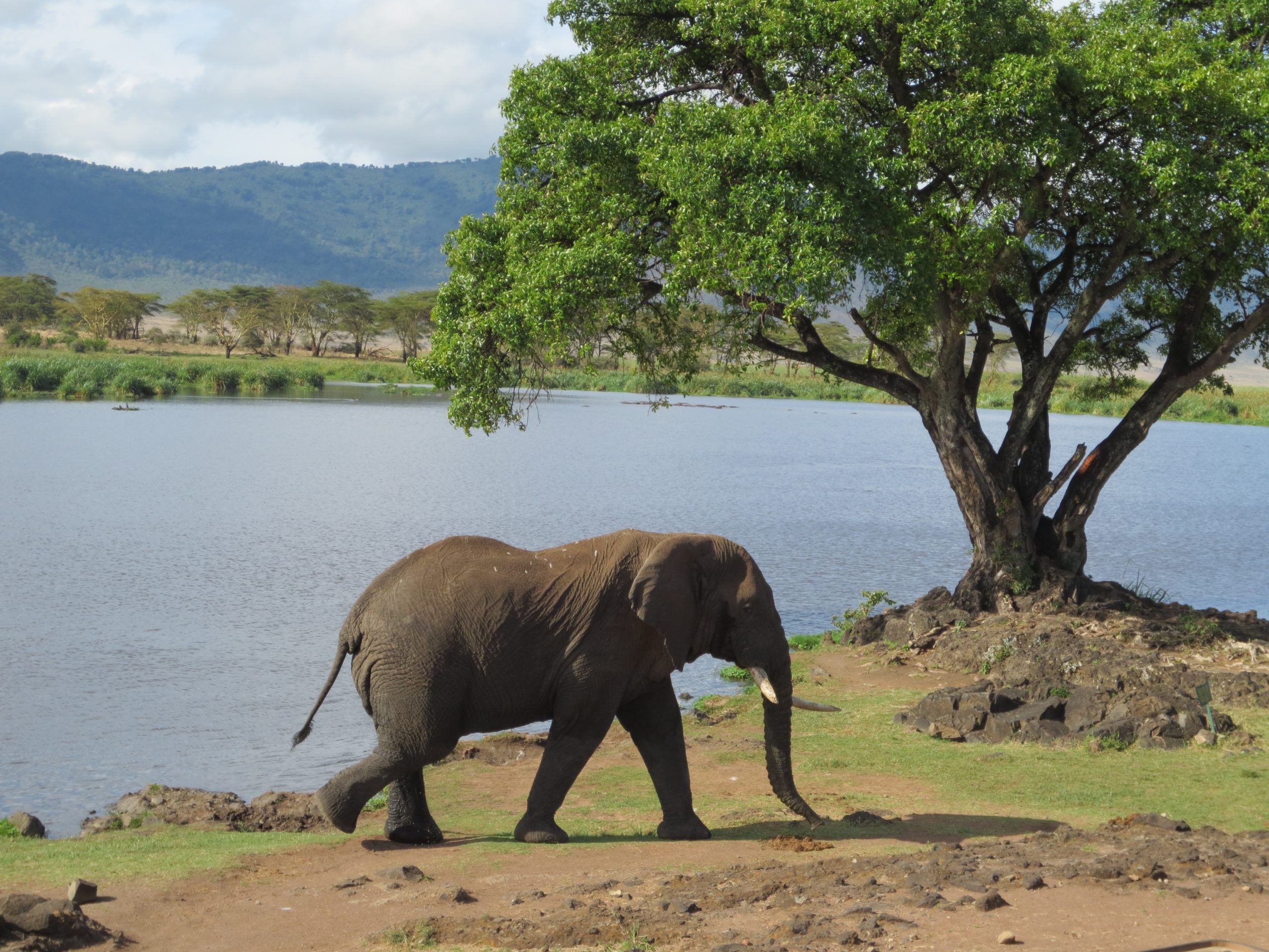 Secrets de Tanzanie 9J/6N