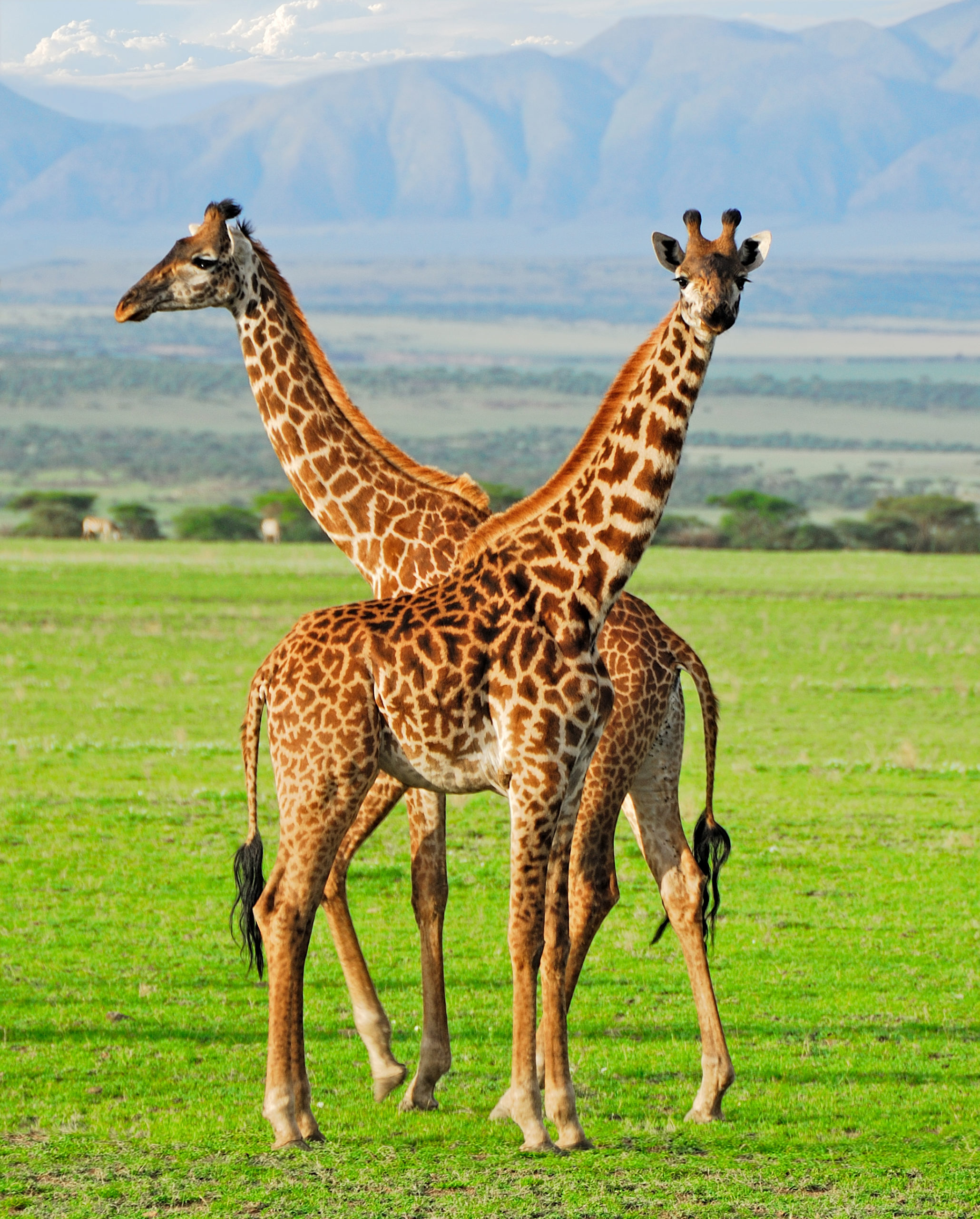 Secrets de Tanzanie 9J/6N