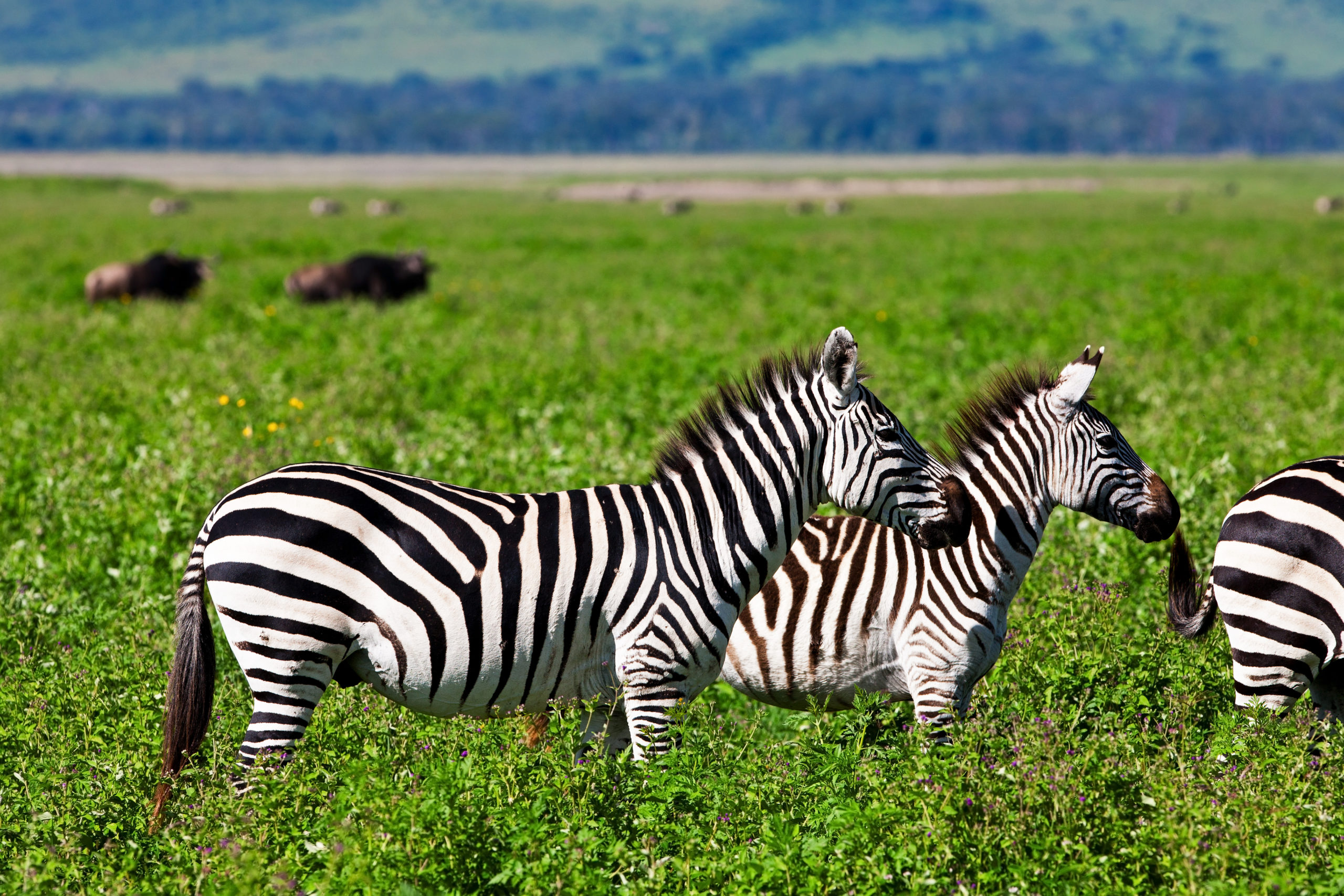 Secrets de Tanzanie 9J/6N