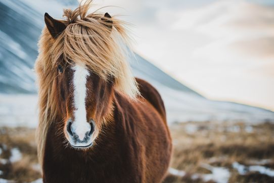 Trésors d’Islande 9J/7N