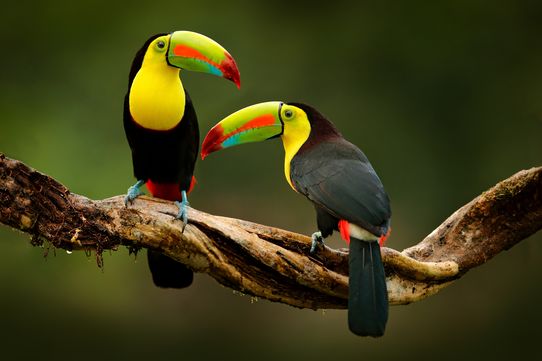 Trésors du Costa Rica 9J/7N