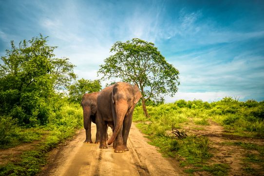 Trésors du Sri Lanka 12J/9N