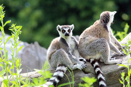 Trésors de Madagascar 12J/10N