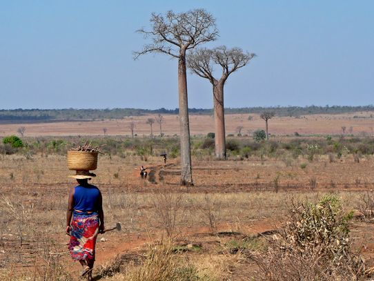 Trésors de Madagascar 12J/10N