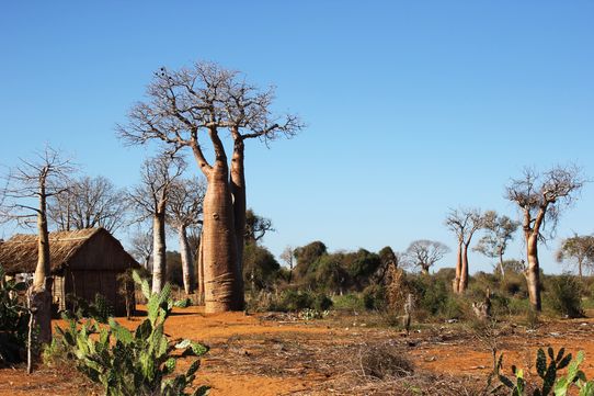 Trésors de Madagascar 12J/10N