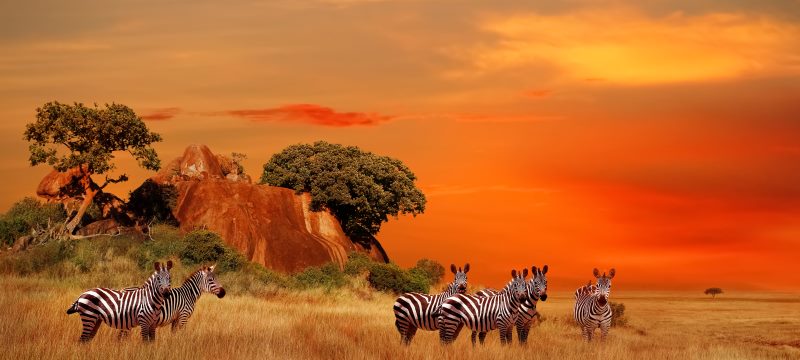 AMIS DE MR GUILLON – KENYA  131739