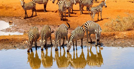 REGARDS DE KENYA 10J/8N