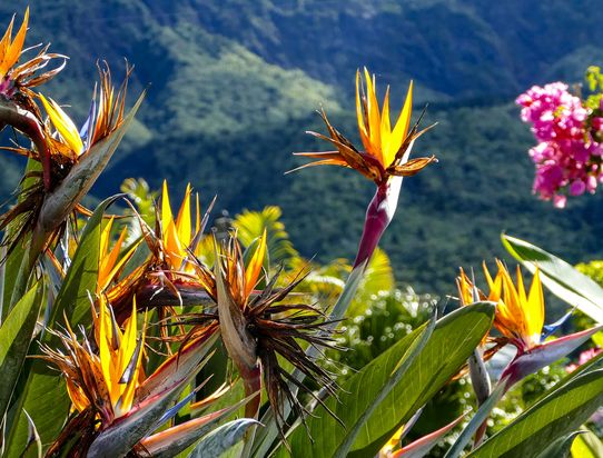 Regards de la Réunion 10J/7N