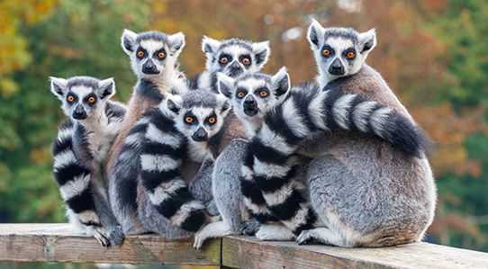 Trésors de Madagascar 12J/10N