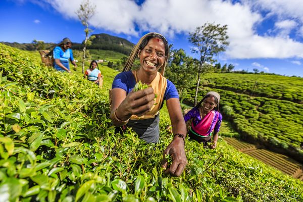CSE CDER – SRI LANKA – 143628